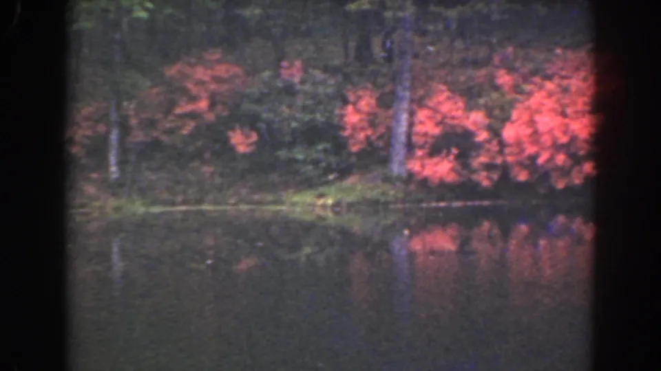 1941 Florida 8mm frame showing red lakeside foliage, tree trunks, and soft reflections on still water.