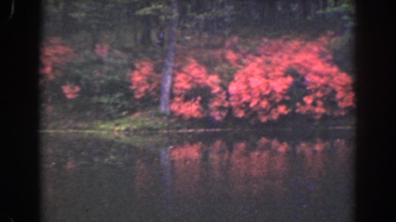 1941 Florida home-movie view of red shrubs on a wooded shore with their color mirrored in the lake.