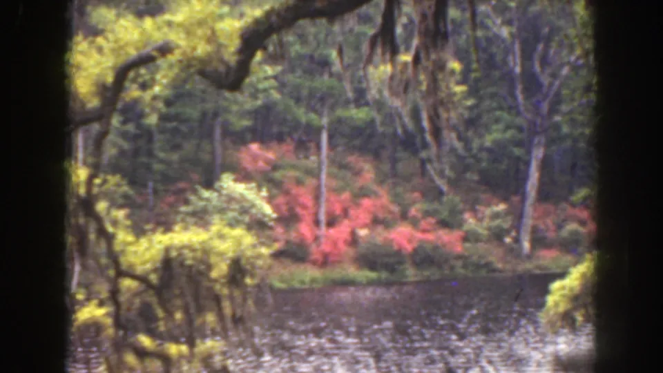 1941 Florida 8mm view of mixed yellow and red foliage beside water, framed by tree trunks and branches.