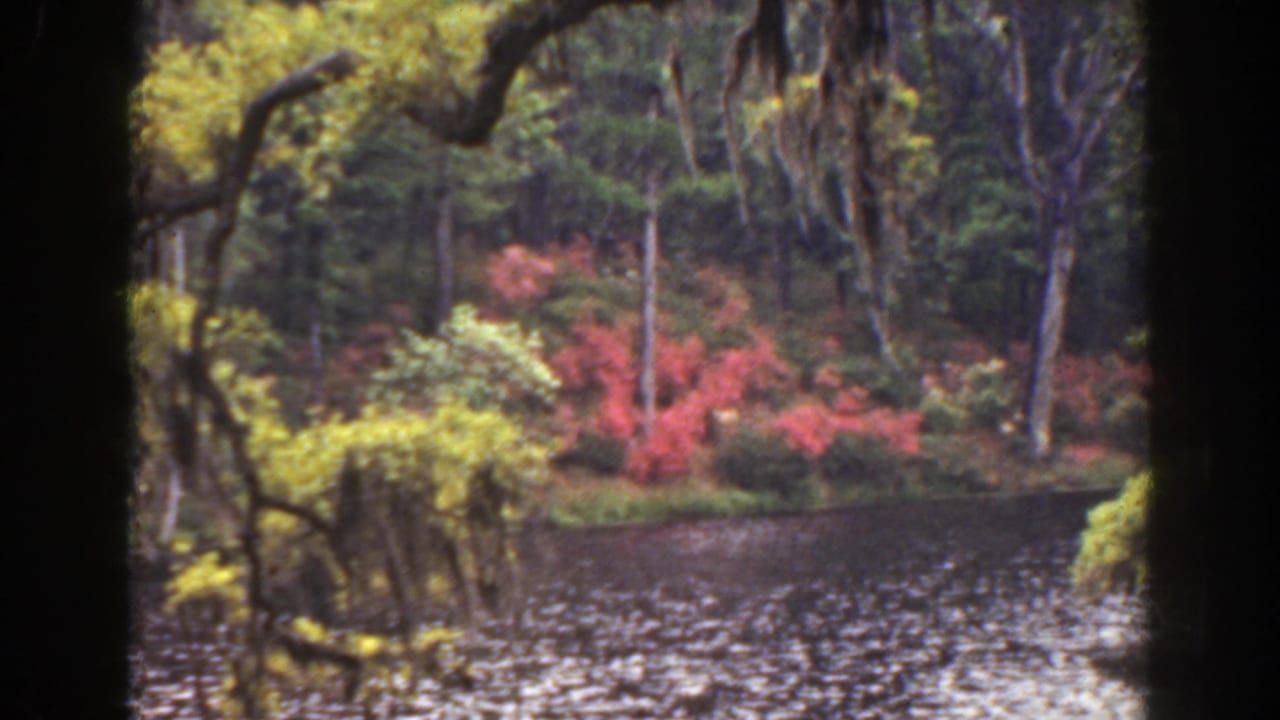 1941 Florida 8mm view across rippled bayou water toward moss-hung trees and red flowering shrubs along the shoreline.