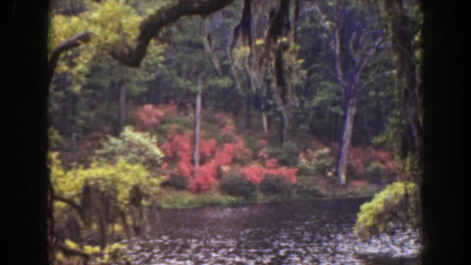 1941 Florida home-movie frame of mossy limbs over bayou water with red flowering shrubs and trees on the far bank.