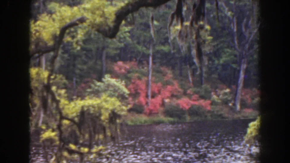 1941 Florida 8mm landscape frame with hanging moss, rippled bayou water, wooded bank, and red shrubs in soft focus.