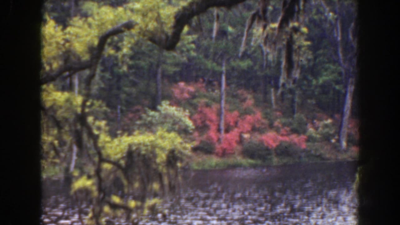 Riverbank with dark water, mossy branches, green trees, yellow foliage, and red flowering shrubs.