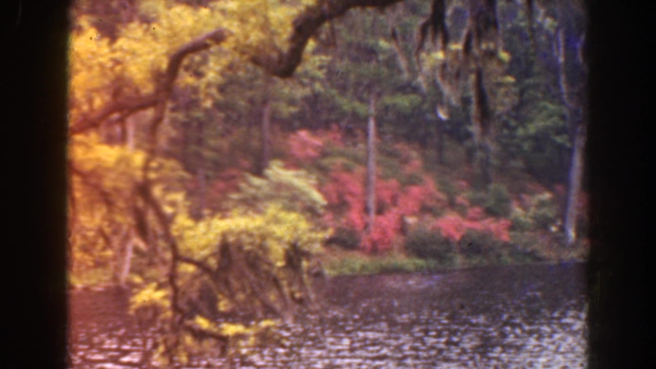 Warm-toned river view with Spanish moss, yellow leaves, green trees, and red shrubs across the water.