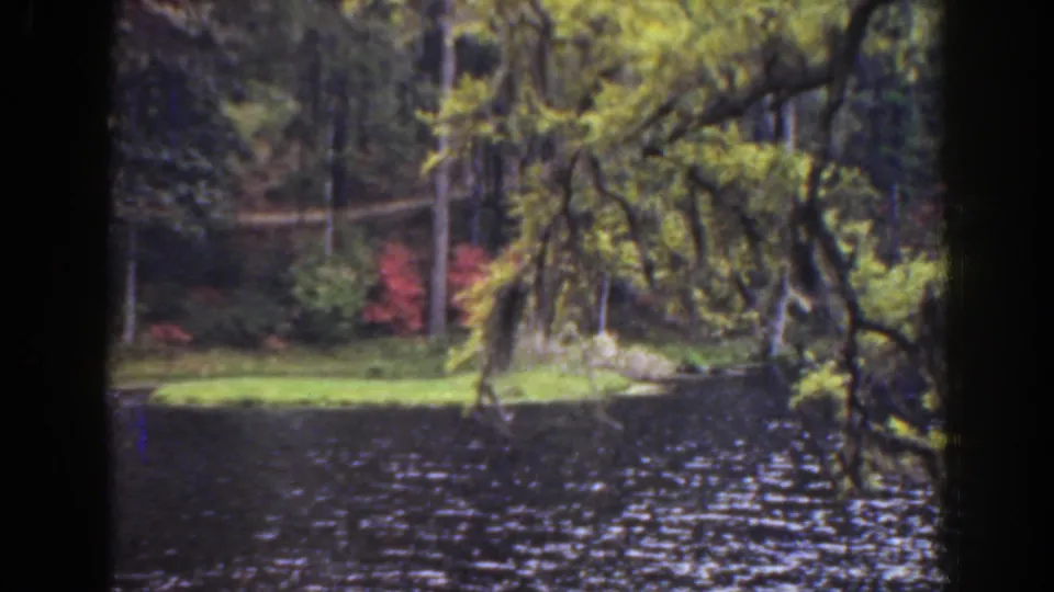 1941 Florida home-movie frame showing a grassy riverside edge beneath mossy branches, with trees and red flowering shrubs behind it.