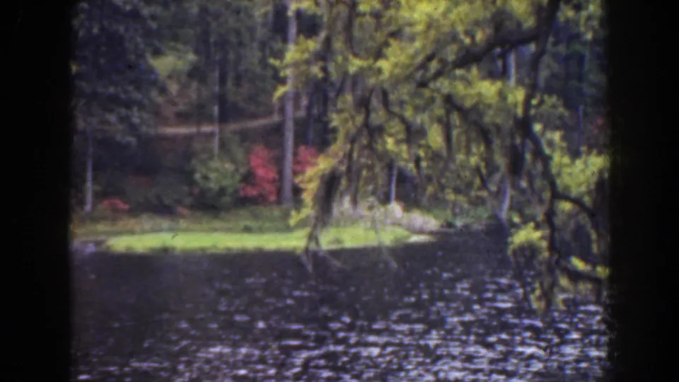 1941 Florida frame of a quiet riverbank framed by Spanish moss, with rippled water, grass, trees, and red shrubs visible.