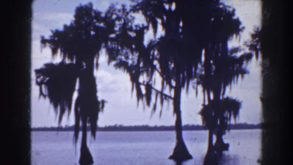 Florida landscape view with cypress-like trees and Spanish moss silhouetted near a calm body of water.