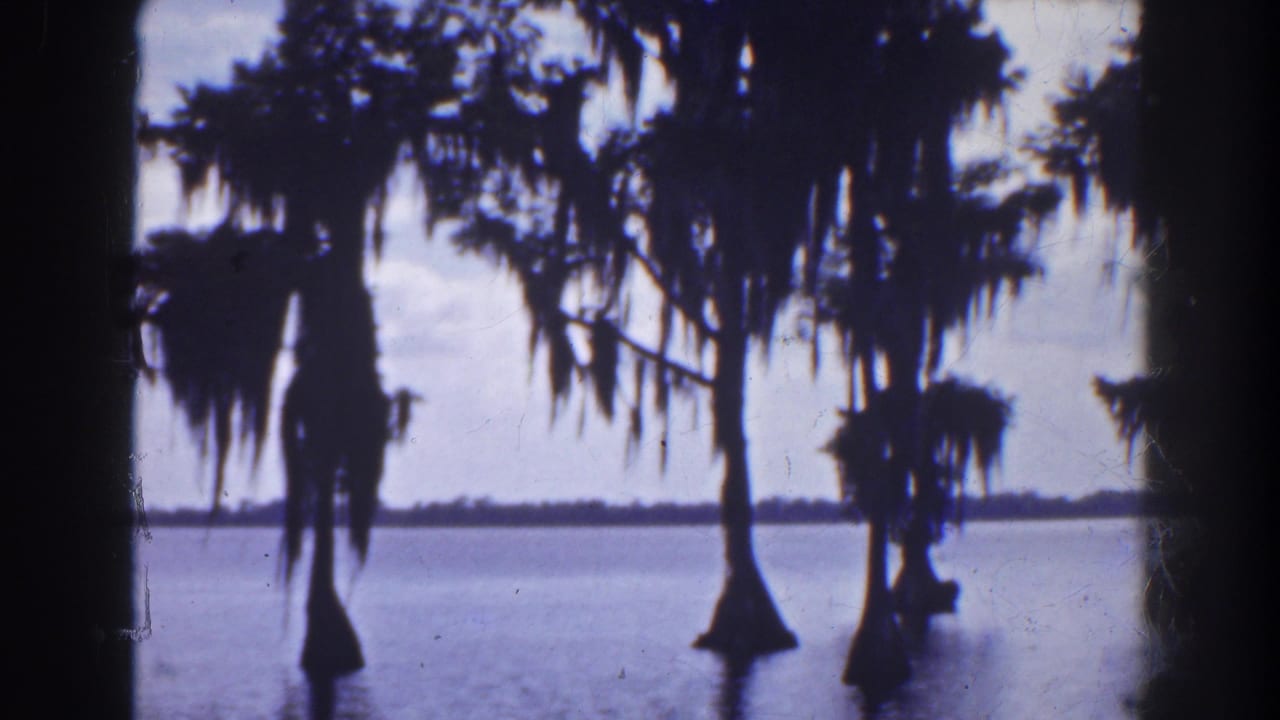 Silhouetted cypress trees with hanging moss stand in calm water under a pale sky.