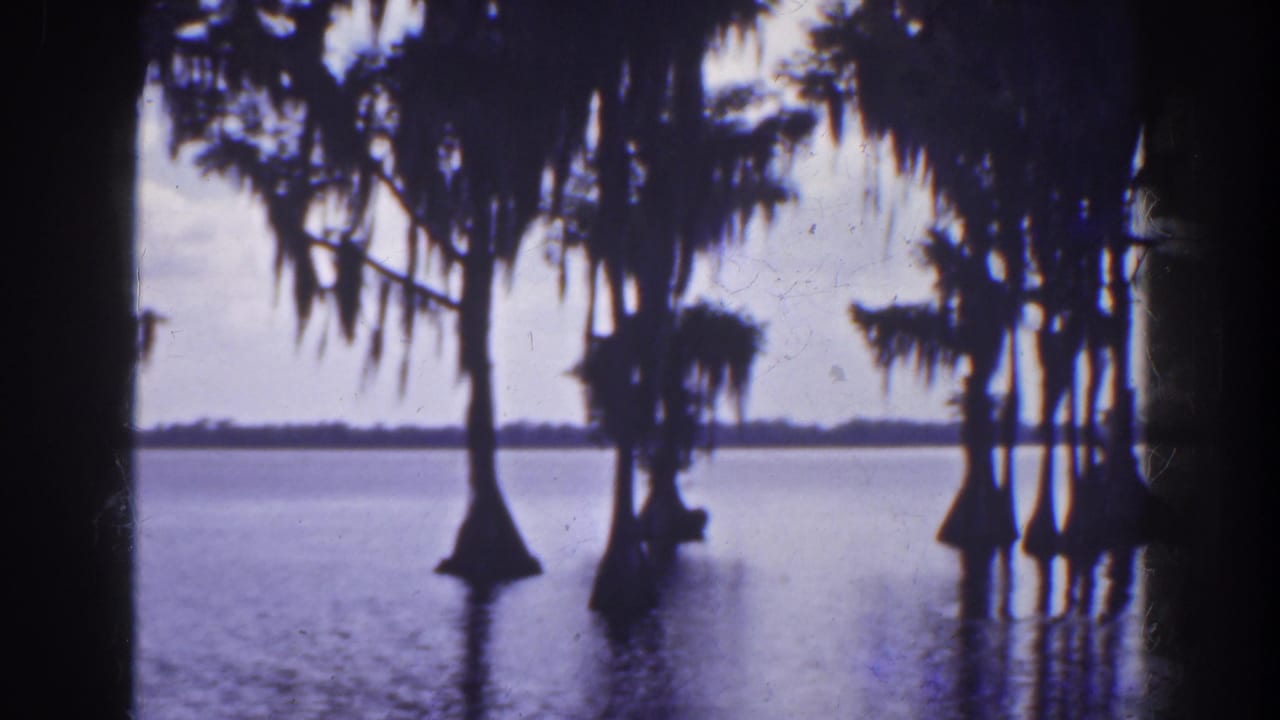 Dark tree trunks and moss hang over open water with a low shoreline in the distance.