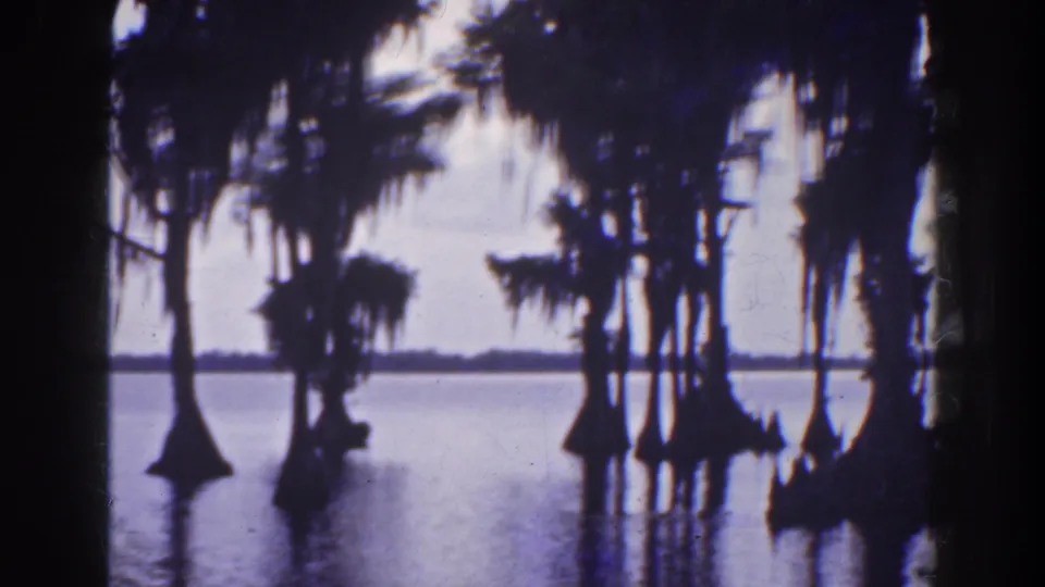 1941 Florida home-movie frame with clustered cypress trunks, Spanish moss, and quiet swamp water.