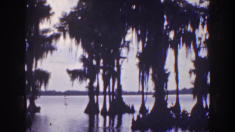 8mm Florida swamp frame with dense cypress silhouettes, hanging moss, and calm water below.