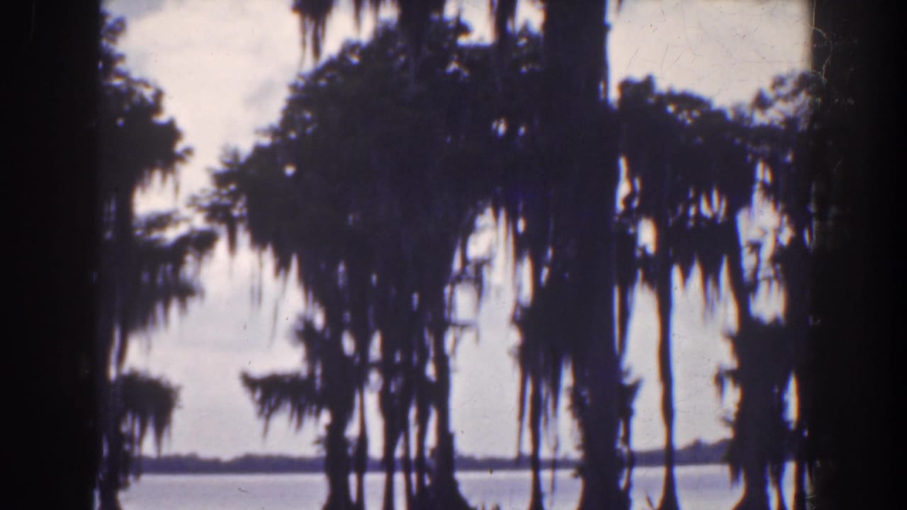 Cypress trees with hanging moss silhouetted over still water and a distant horizon.