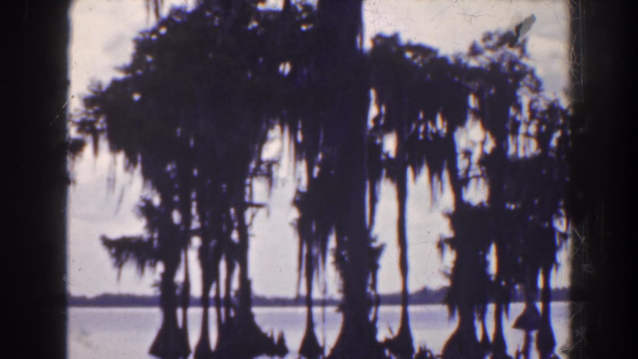Clustered cypress trees and moss reflected in water beside a low horizon line.