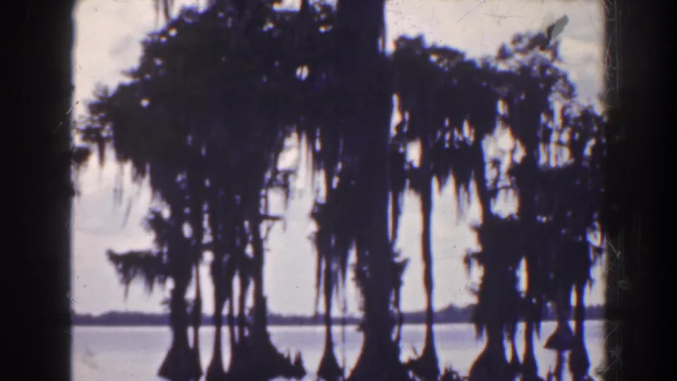 1941 Florida wetland view with silhouetted cypress trunks, hanging moss, reflective water, and distant low land.