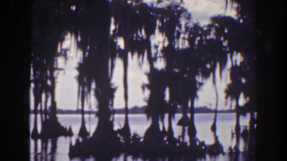1941 Florida 8mm frame of moss-draped cypress trees standing in water with a distant shoreline beyond.