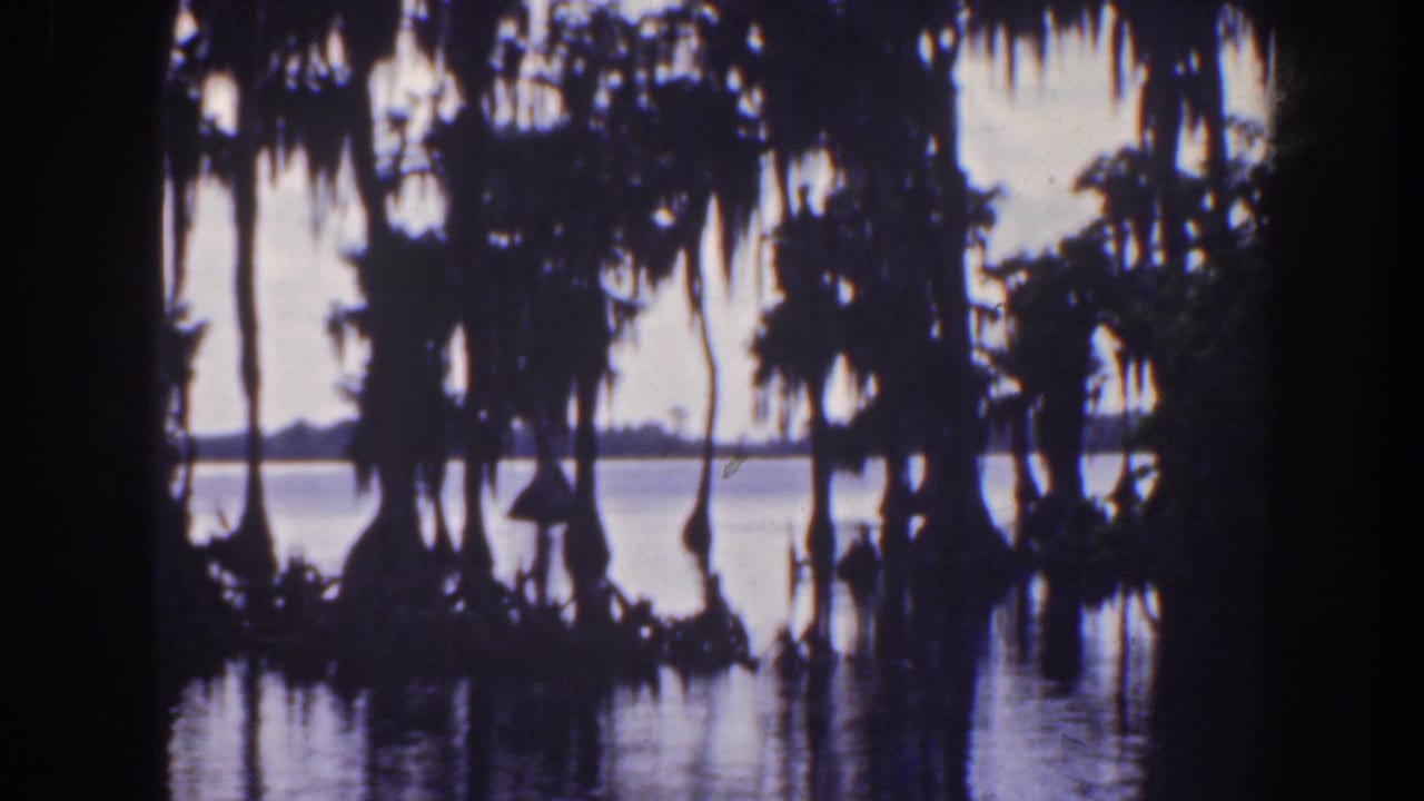 Dark cypress trees and Spanish moss reflected in a pond.