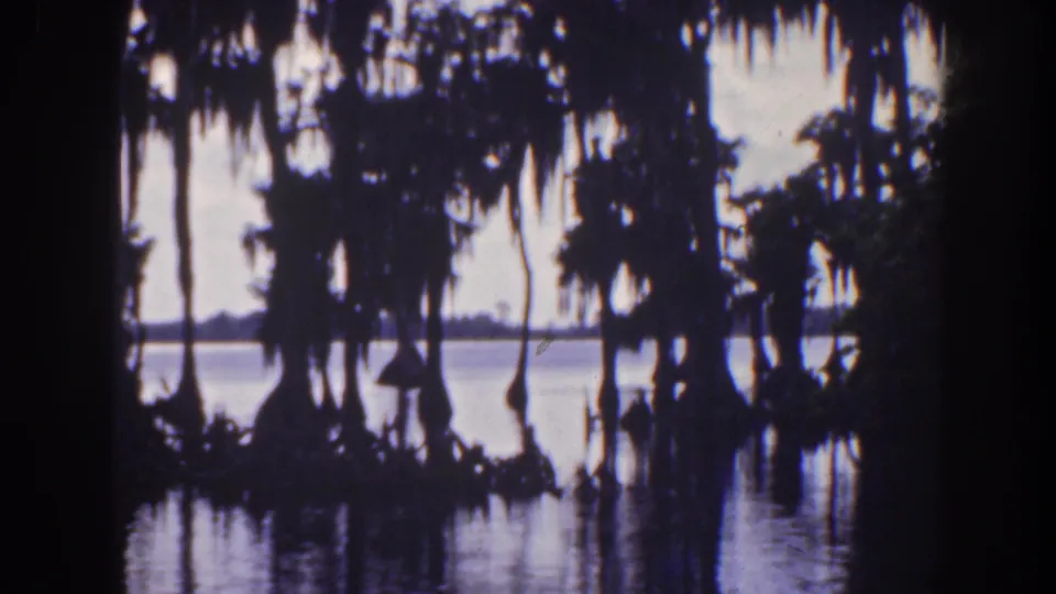 Florida 1941 home-movie frame showing silhouetted cypress trees with Spanish moss beside reflective pond water.