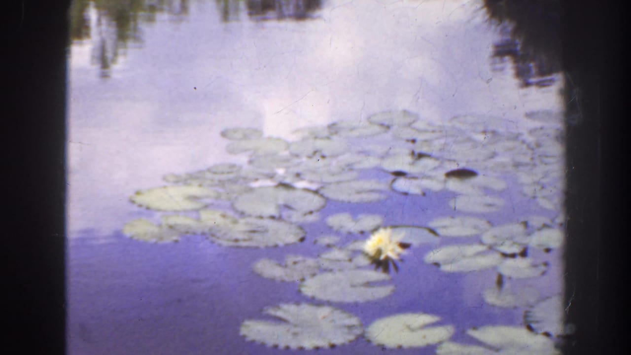 Lily pads float on a reflective pond with one pale water lily near the lower right.