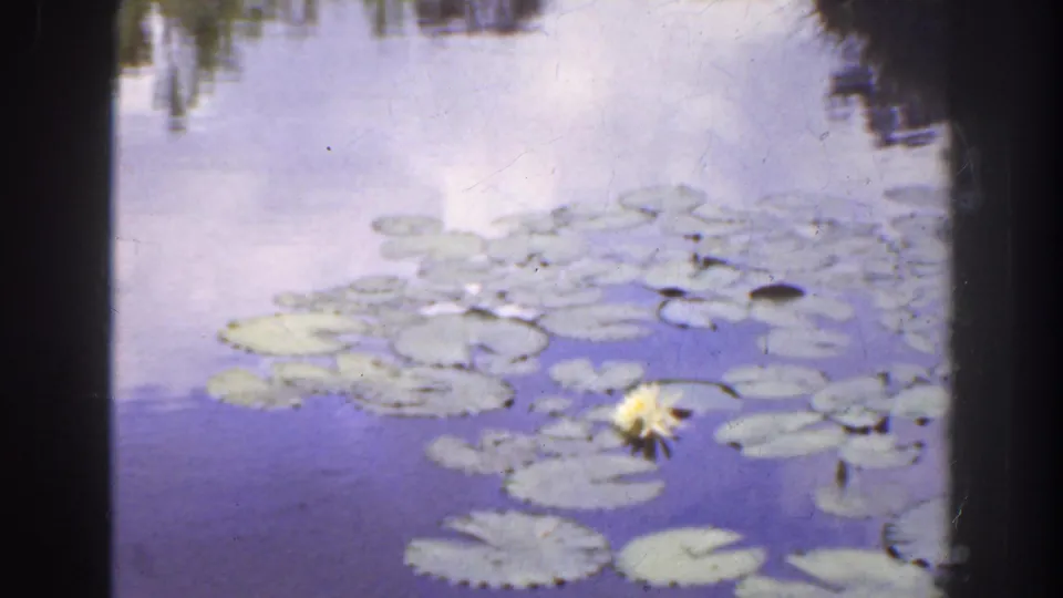 1941 Florida garden pond detail with lily pads, reflected sky, and a single pale water lily on soft color 8mm film.