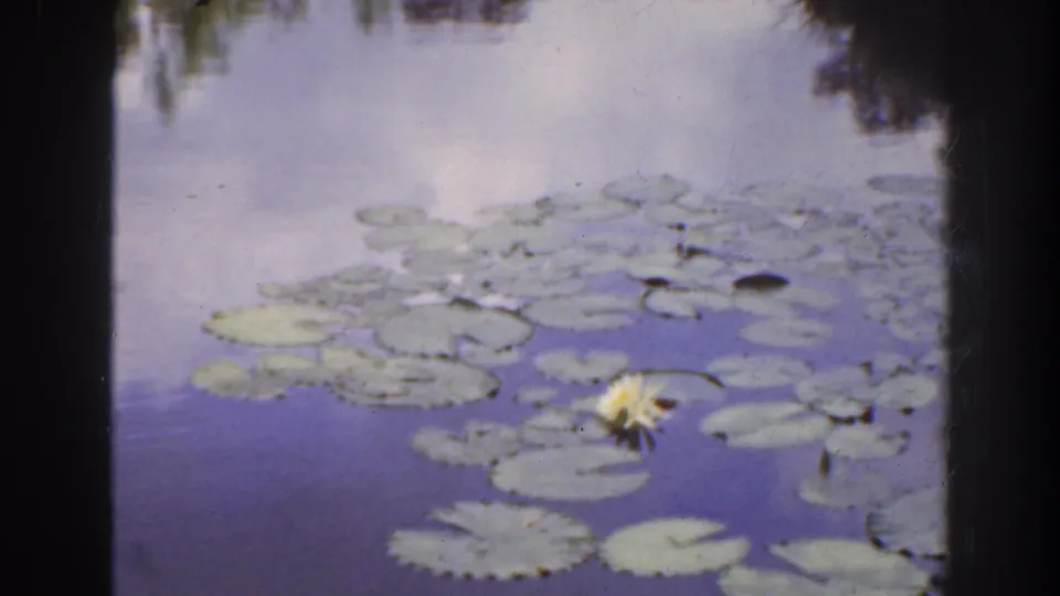 1941 Florida 8mm close view of lily pads spread across still pond water, with a pale water lily and muted reflections.