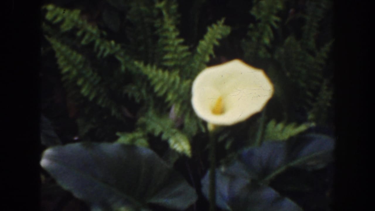 Pale lily bloom above broad leaves with green fern fronds behind it.