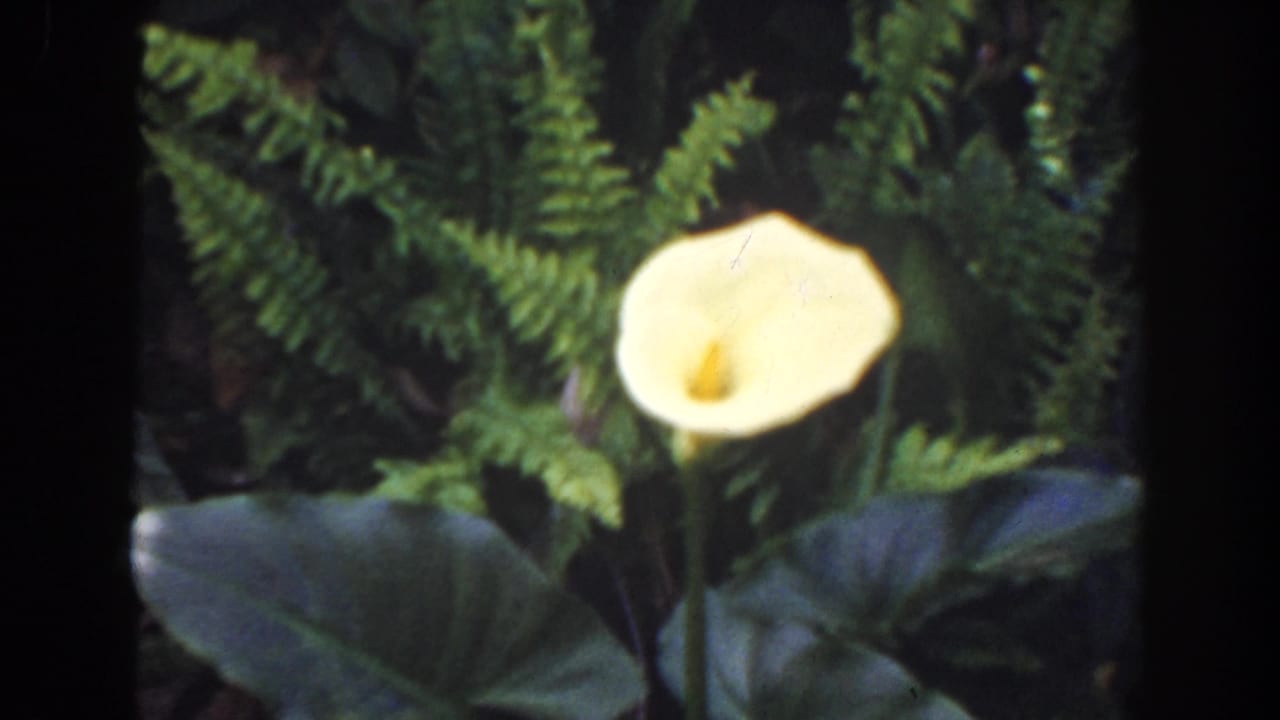 Yellow calla-like flower surrounded by ferns and broad dark leaves.