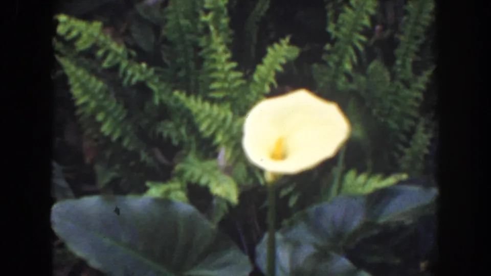 1941 Florida 8mm frame showing a yellow calla-like bloom centered before fern fronds and broad garden leaves.