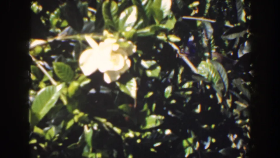 1941 Florida 8mm frame showing a white gardenia-like flower nestled in glossy green foliage, with strong sunlight and shadow.
