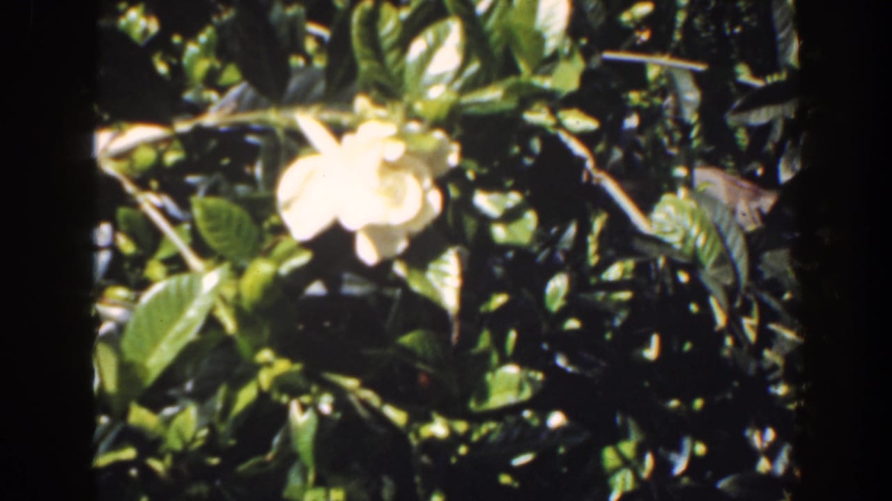 1941 Florida 8mm frame showing ornamental greenery with shiny leaves and pale white blossoms in a sunlit garden.