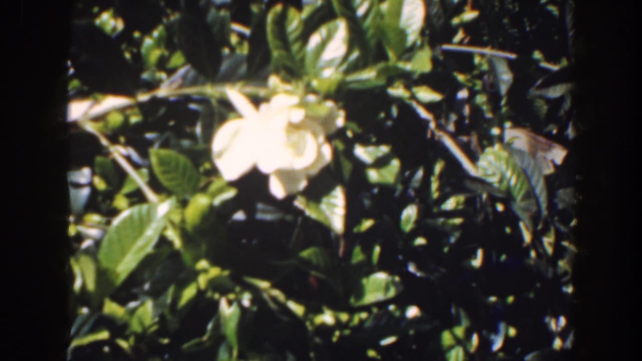 White flowers and shiny green foliage seen through a dark film-frame edge.