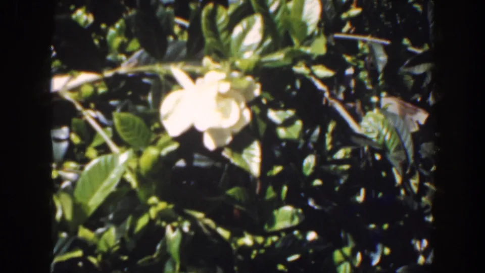 A similar 1941 Florida garden view shows pale blossoms among glossy leaves, with dark 8mm frame borders visible.