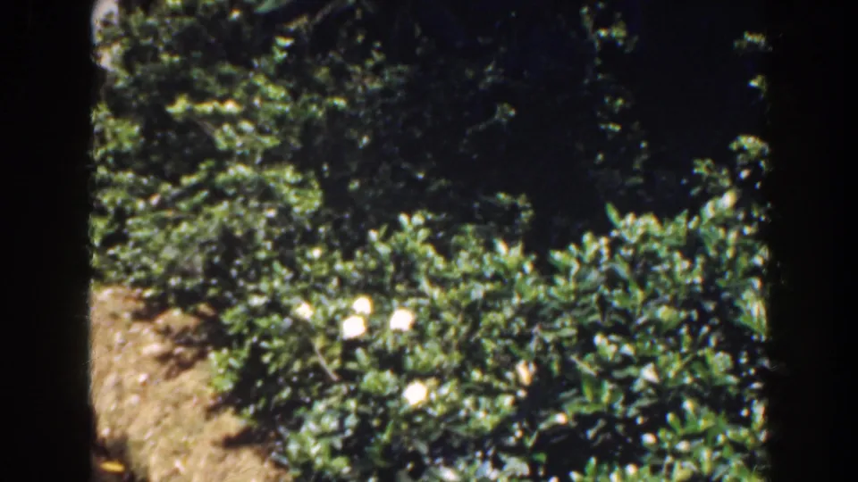 1941 Florida home-movie frame showing low ornamental shrubs with scattered white flowers beside exposed soil and darker garden growth.