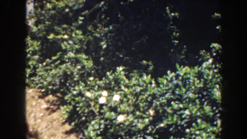 The final 1941 Florida frame shows white blossoms low in the garden bed, surrounded by glossy foliage and heavy shadow.