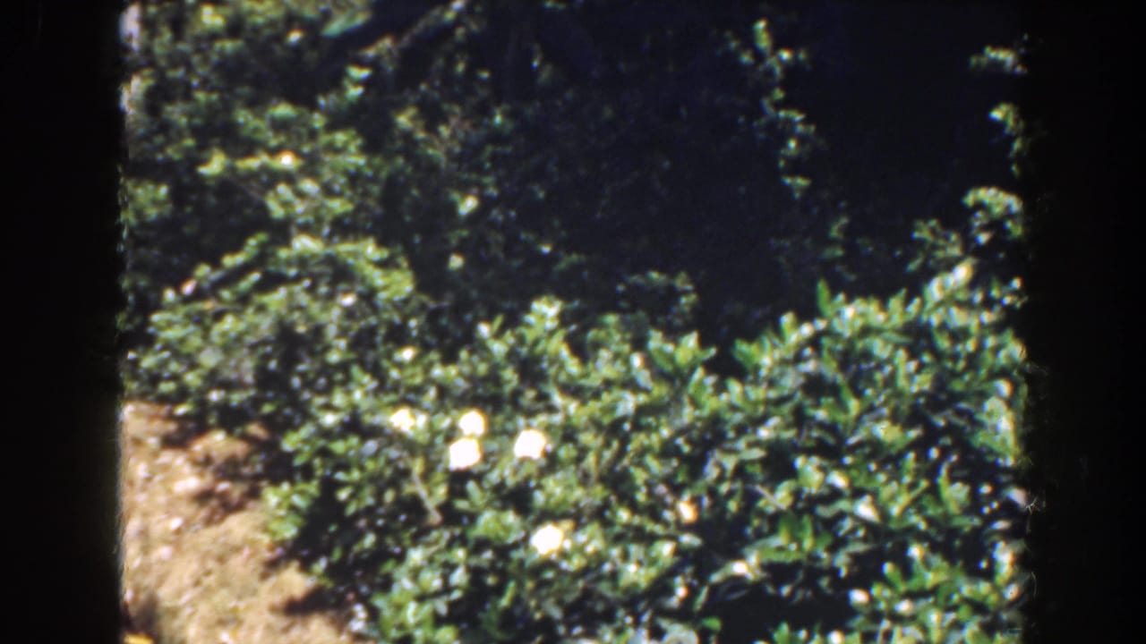 Sunlit garden shrubs and white flowers seen through dark film-frame edges.