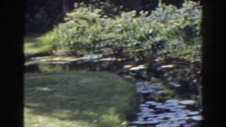 1941 Florida garden frame with pond water, lily pads, lawn, and dense shrubs under bright dappled sunlight.
