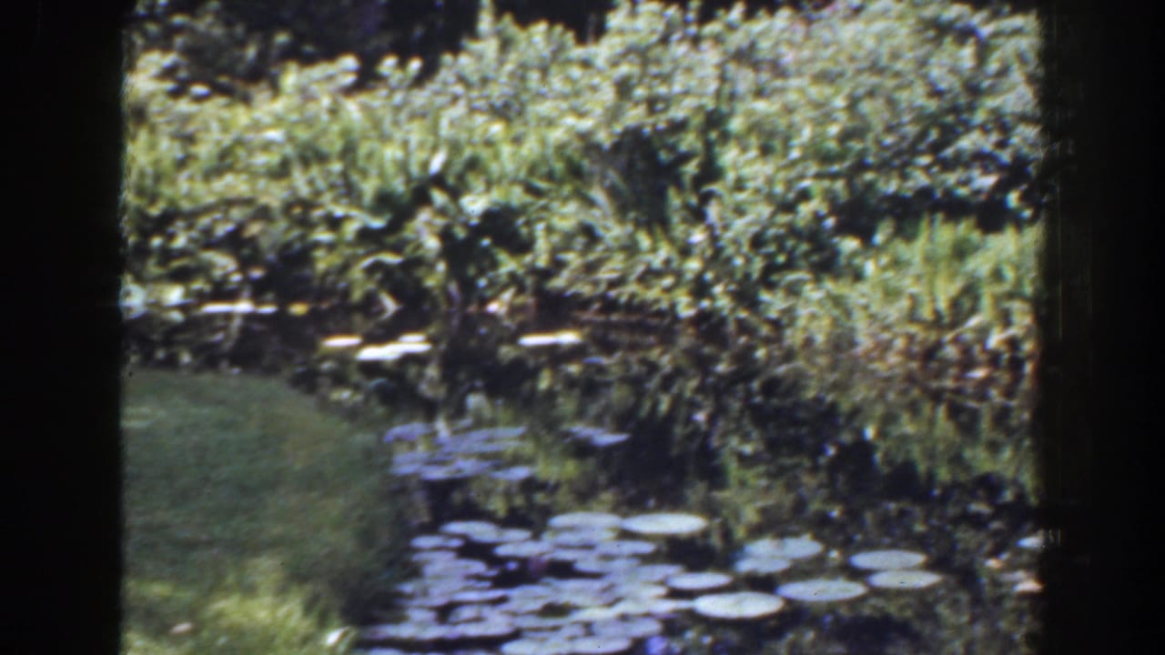 Lily pad pond bordered by lawn and dense greenery.