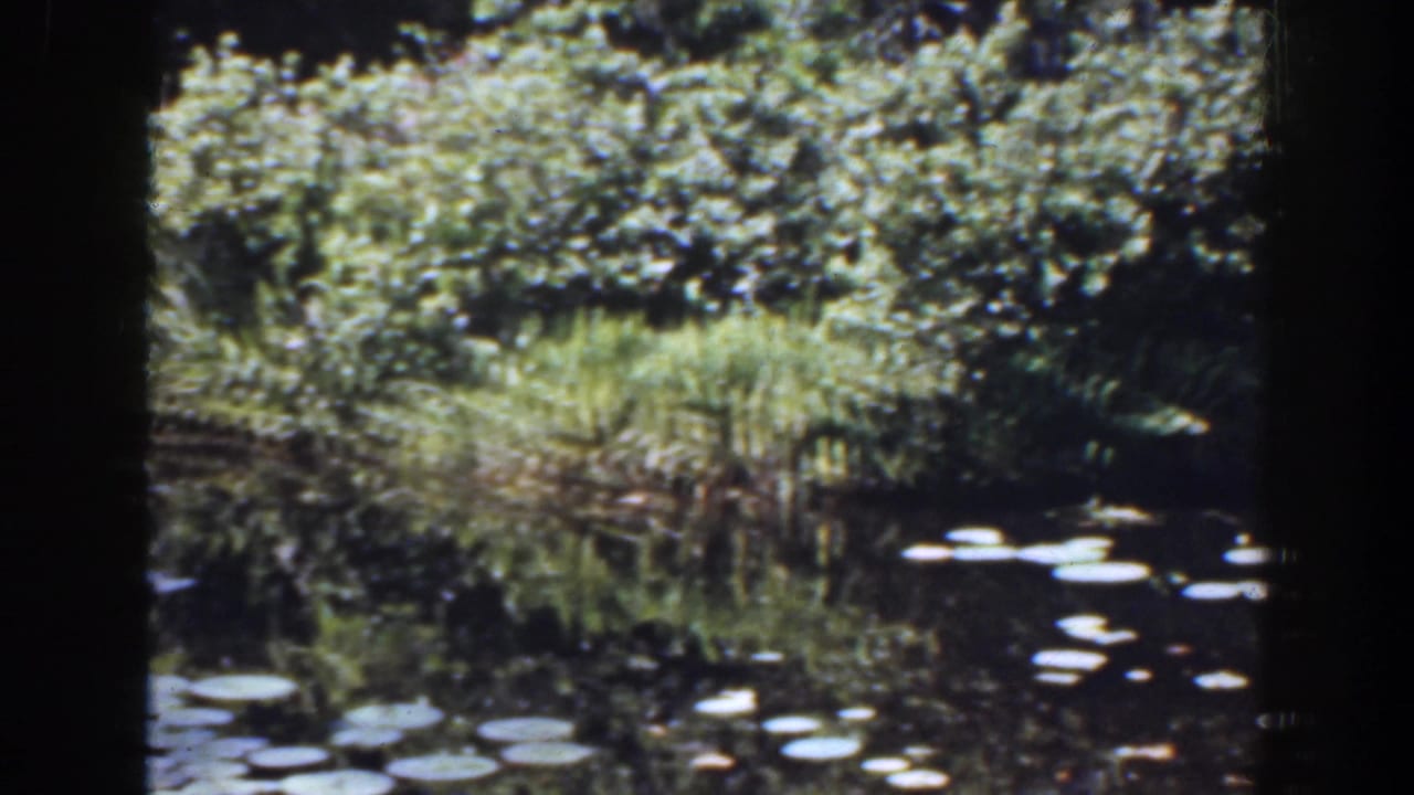 1941 Florida golf club pond with lily pads, reflective water, and sunlit planting along the far bank.