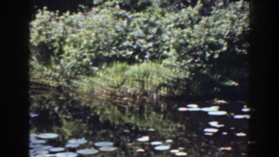 1941 Florida golf club pond with lily pads, reflective water, and sunlit planting along the far bank.