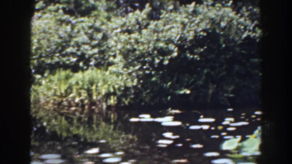 1941 Florida home-movie view of scattered lily pads on dark water with dense planting reflected at the edge.