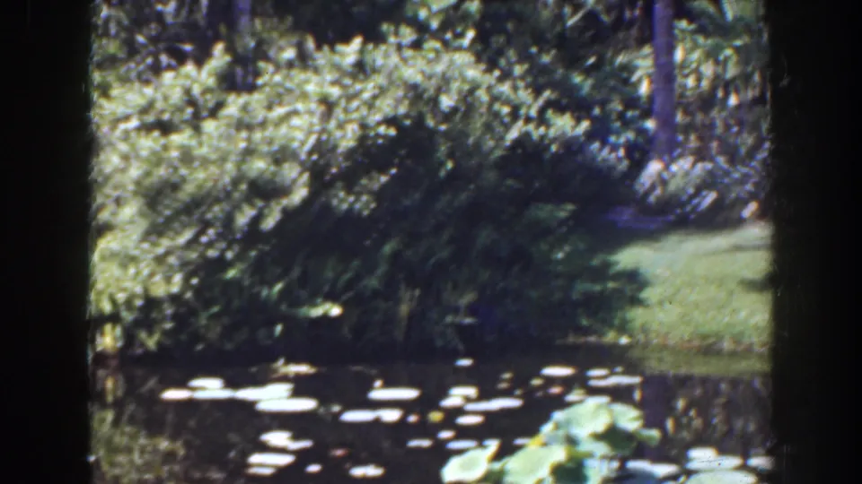 1941 Florida 8mm frame showing lily pads, a grassy edge, and shaded golf club planting around the pond.