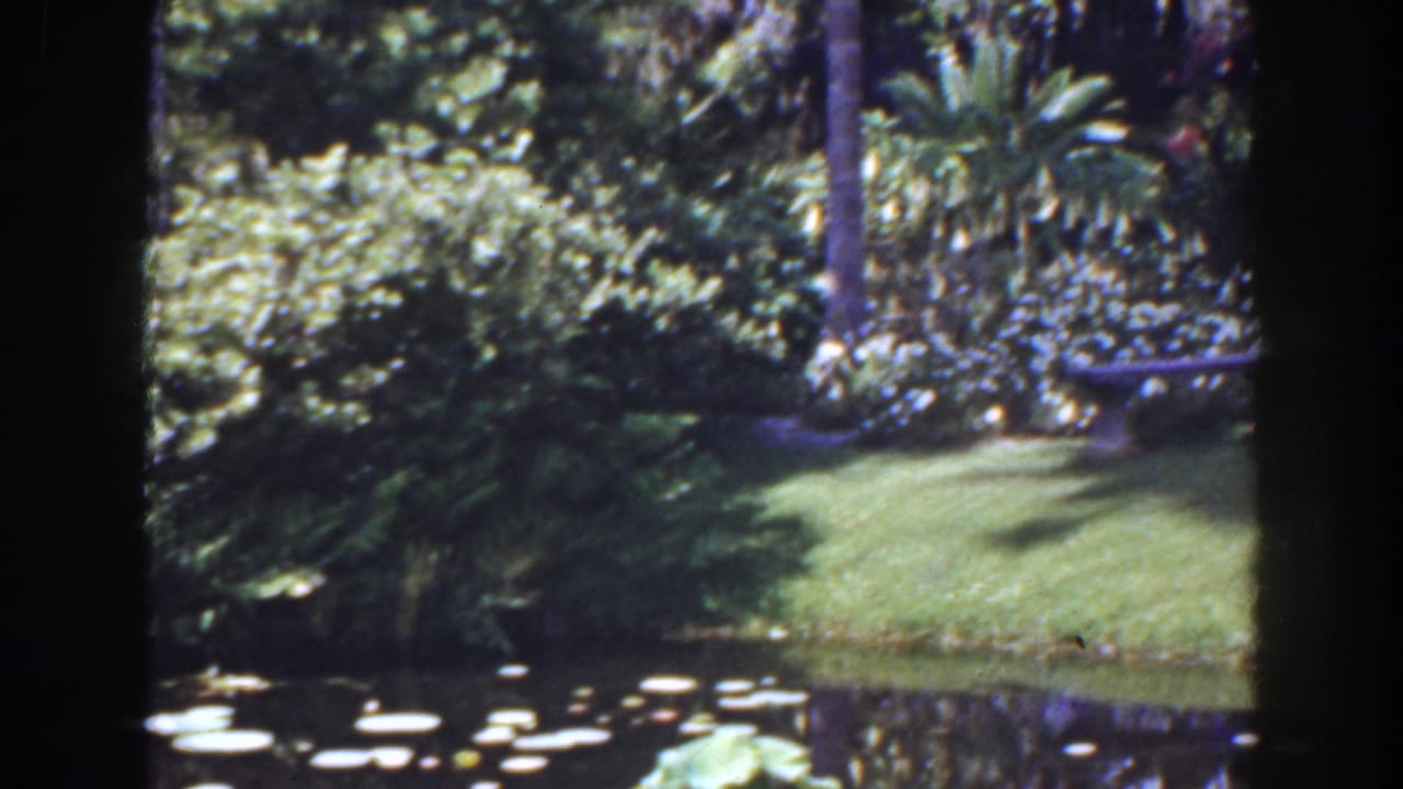 Tropical garden pond with lily pads, lawn, palms, foliage, and a stone bench.