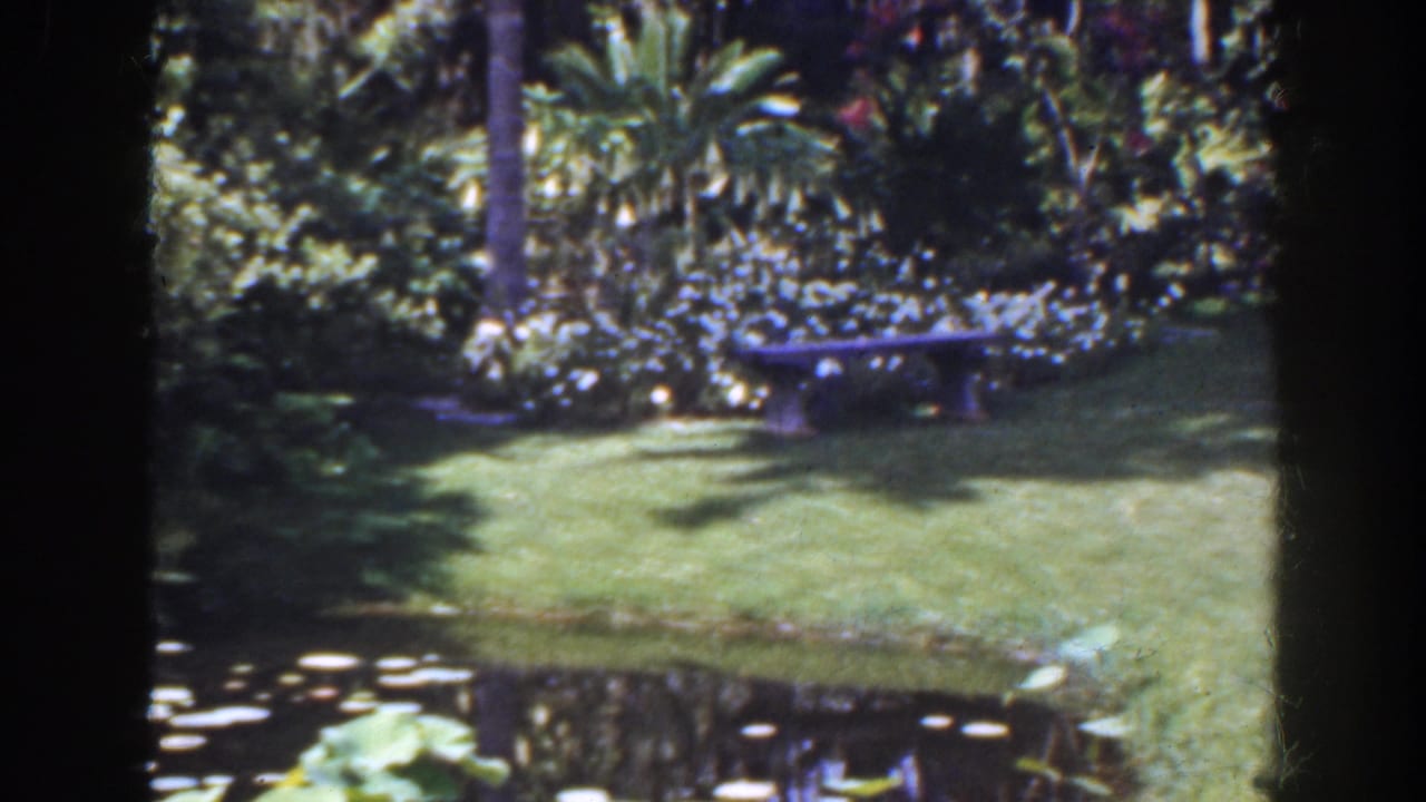 Waterside lawn with lily pads, palms, dense plants, and a bench in the background.