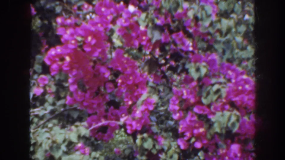 Close 8mm view of vivid pink bougainvillea blossoms with green leaves in a tropical Florida garden setting.