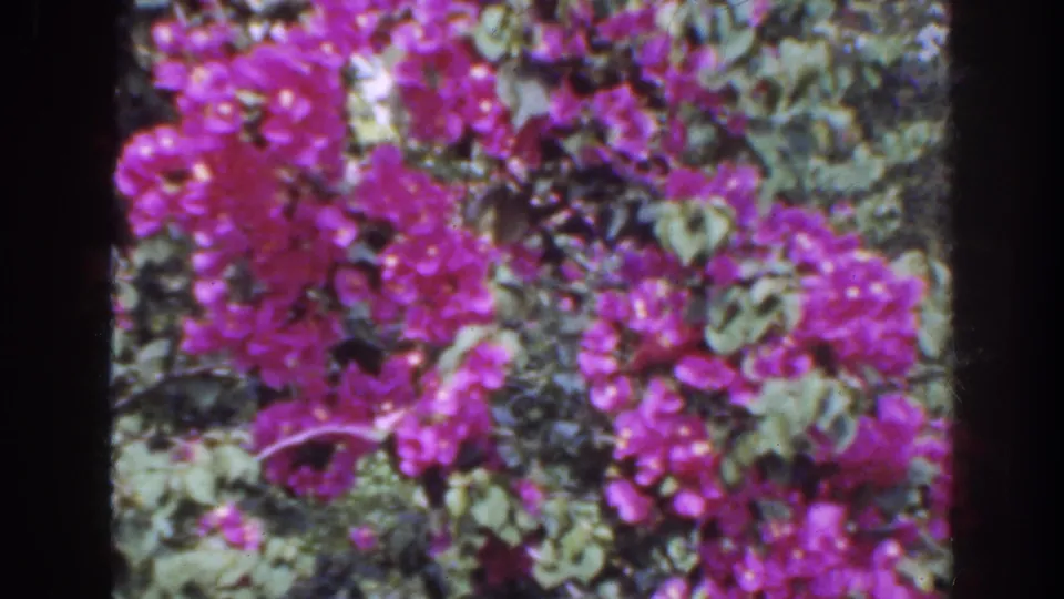 1941 Florida 8mm frame filled with pink bougainvillea blossoms, green leaves, and soft home-movie color saturation.