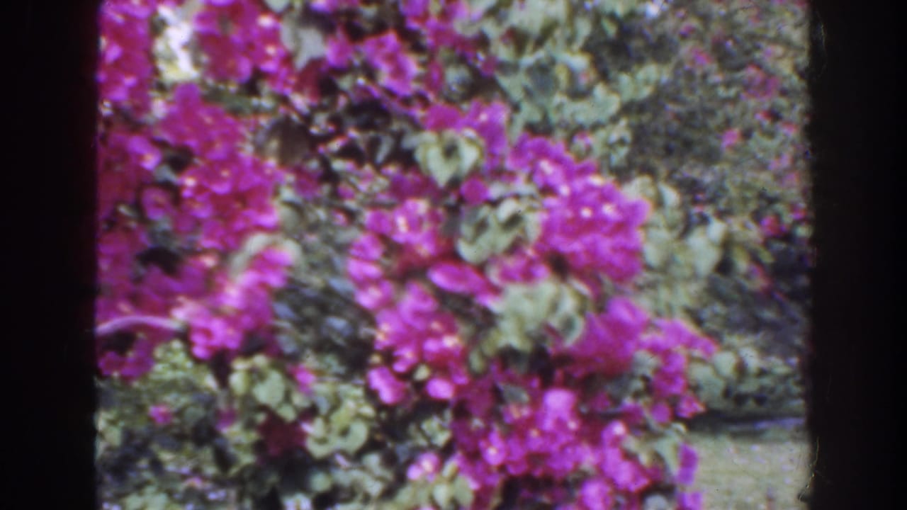 Magenta bougainvillea flowers and green foliage beside a sunlit garden lawn.