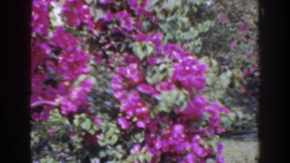 1941 Florida 8mm frame showing bright magenta bougainvillea-like flowers, green leaves, and a lawn in soft home-movie focus.