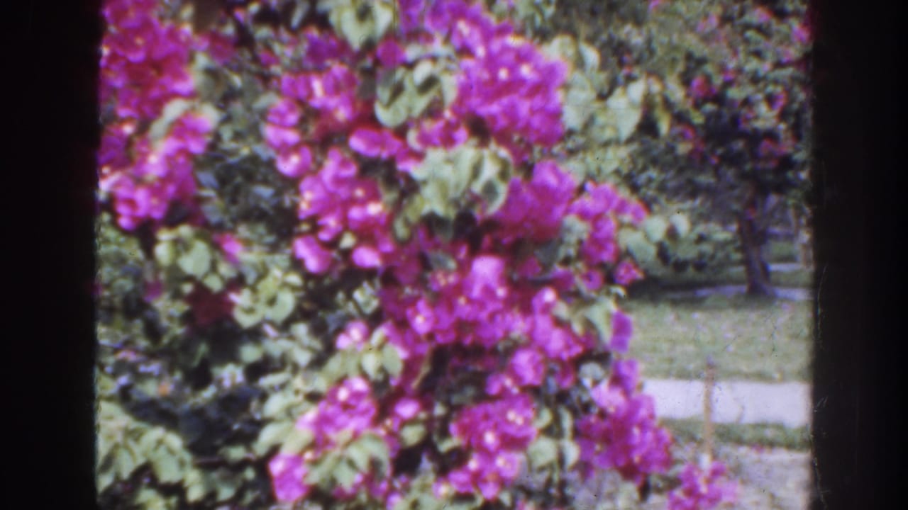 Dense magenta flowers and leafy branches with a pale path visible in the garden background.