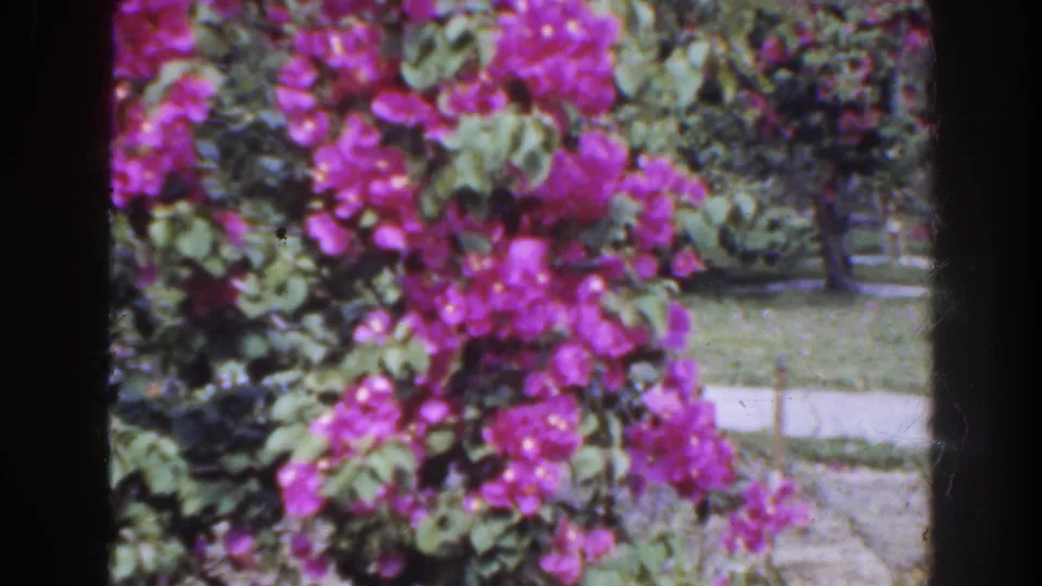 Soft 8mm view of magenta flowers in a Florida garden, with lawn, walkway, shrubs, and sunlit foliage behind the branches.
