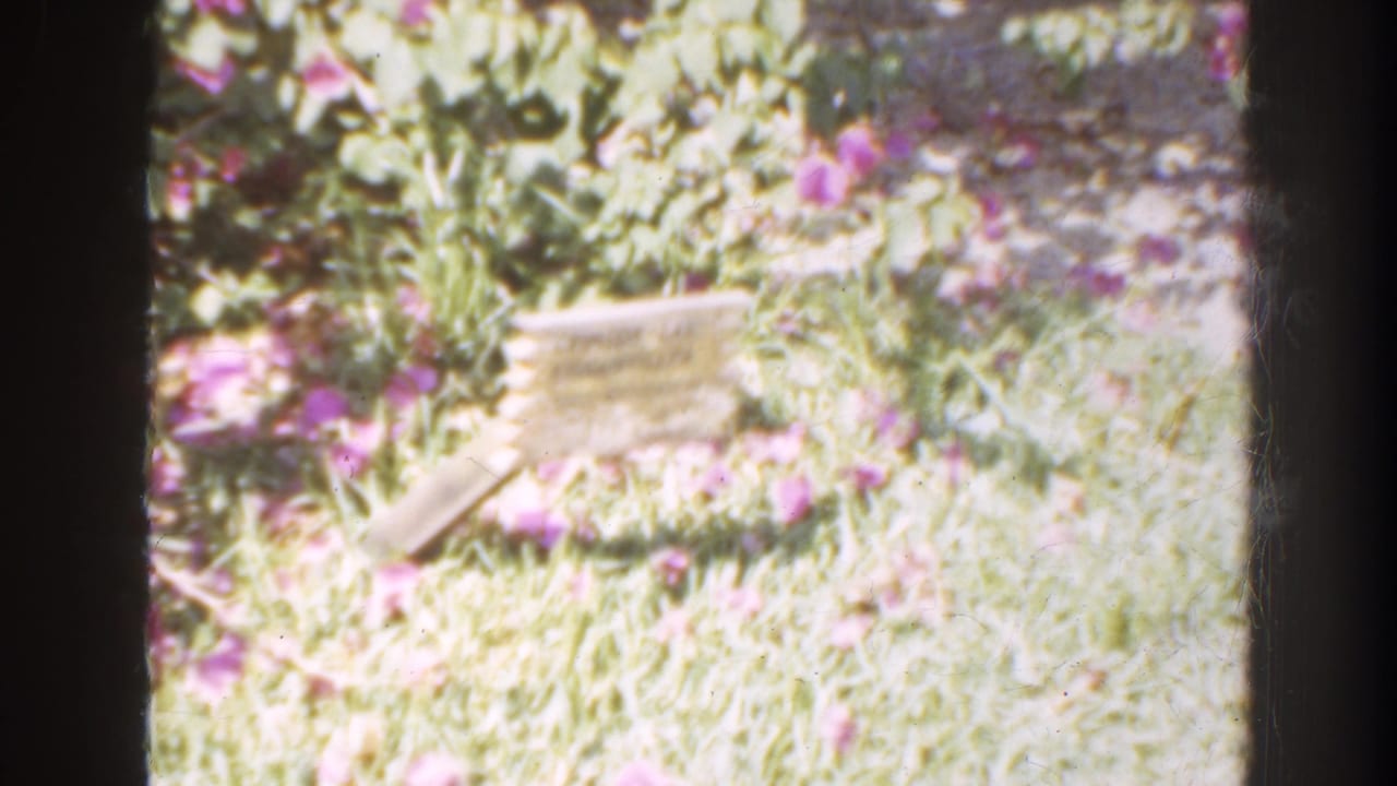 Flowering plants and grass beside a brick building, partly obscured by film-frame borders.