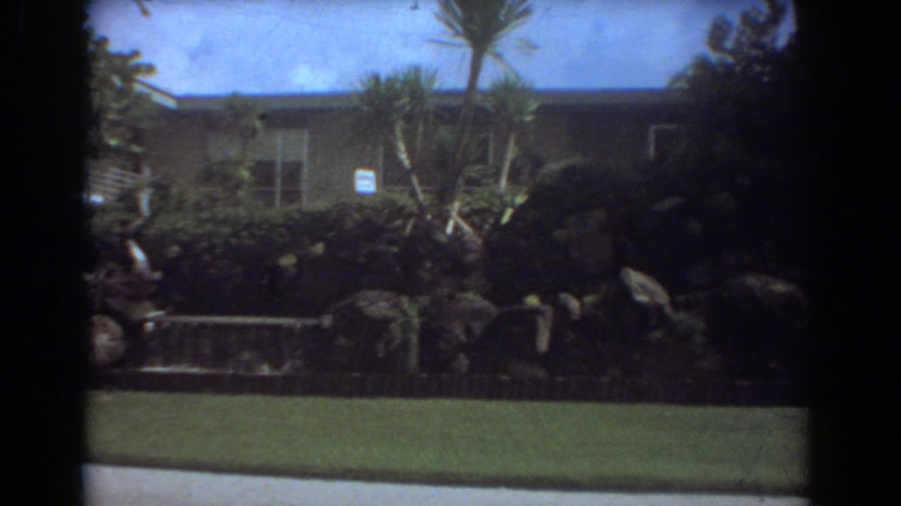 Suburban lawn with stone border, tropical plants, palms and part of a house facade.